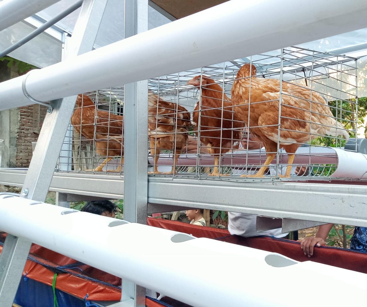Rumah Ayam Cilacap: Komunitas yang Menghidupkan Kehidupan Sehari-hari